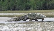 Gustave: The Killer Crocodile of Burundi - Nature’s Reality