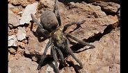 The Golden Baboon Spider - Harpactira sp. Robertson