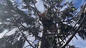 We rescued Spitfire from a tall cedar... - Canopy Cat Rescue