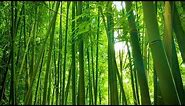 Bamboo Forest Wind Sounds | White Noise for Studying, Sleeping, Relaxation | 10 Hours