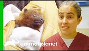 How To Care For A Baby Rodrigues Fruit Bat | The Zoo