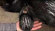 Baby Porcupine: Newborn to 1 Week Old