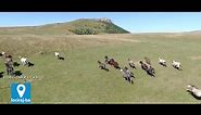 Divlji konji... - Visit our Country - Bosnia and Herzegovina