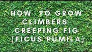 How to Plant Climbers - Creeping Fig