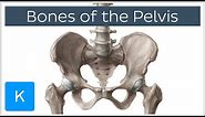Bones of the Pelvis - Human Anatomy | Kenhub