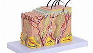 LVCHEN Skin Anatomical Model - Skin Layers Anatomy Model 35X Enlarged Anatomical Skin Model for Science Study or Patient Education