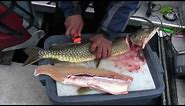 No Bones About It--How to Fillet a Pike