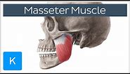 Masseter Muscle: Origin, Insertion, Innervation & Function - Anatomy | Kenhub