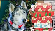 Rescued Husky Oakley's FIRST Christmas 🎄 Dogs Opening Christmas Presents