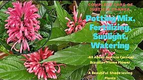 Complete Care of Justicia Carnea/Brazilian Plume Flower Plant ||Fahmida's Gardening