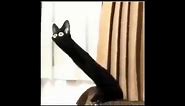 Distorted black cat meme