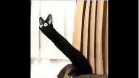 Distorted black cat meme