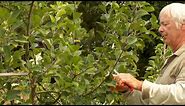 The IMPORTANCE of Summer Pruning an Apple Tree - Part 1 of 2