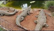 Nile Crocodiles hissing at Mamba village