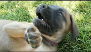 Cutest English Mastiff Puppy Ever