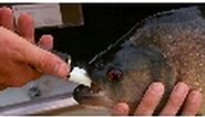 Piranha Bite Force | National Geographic