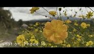 iPhone 13 Sample Cinematic Video
