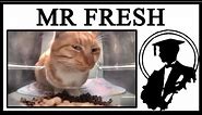 Meet Mr Fresh, The Side Eye Cat