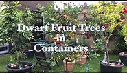 BEST DWARF FRUIT TREES In Container