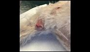 Follicular Cyst removal in a dog using electrocautery