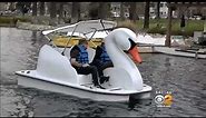 Swan Boats at Echo Park Wheel Fun Rentals CBS 2