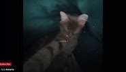 Cat holding phone meme (video is not originaly mine the name is on the video❤️)