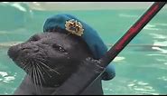 Ultimate Seal Meme Compilation | Deluxe 2022 Edition