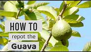 How to Repot the Guava | 🍈 | Psidium guajava 'Ruby Supreme' | Pink Guava // Lovely Garden