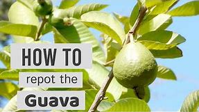 How to Repot the Guava | 🍈 | Psidium guajava 'Ruby Supreme' | Pink Guava // Lovely Garden