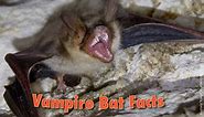Vampire Bat Facts, Pictures, Information & Video