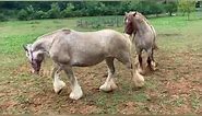Red Roan Gypsy Vanner Stallion!