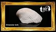 SEASHELLS : Granular Ark - Anadara Granosa Sea shells [360° Video]