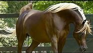Arabian Horse videos compilation | #4 | 😉 2021. Try not to watch it till the end