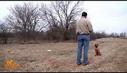 How to Teach Hand Signals and Hand Casting Drills to a dog -- DT Systems Dog Training Video 9