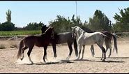 Turkish Rahvan Horses, Body Language