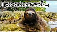 When evolution screws you... | 10 COOL SLOTH FACTS