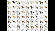 Horse Colors and Breeds - Hooked on Horses(sm) Series