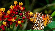 How to Plant and Grow Butterfly Weed