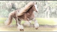 Gypsy Vanner Horse Stallion "Bullet"