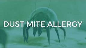 Dust Mite Allergy: Symptoms and Treatments