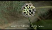 Lotus seed pods - not for trypophobics!