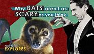 Why bats aren't as scary as you think