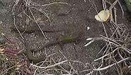 Aeolian Wall Lizard (Podarcis raffonei)