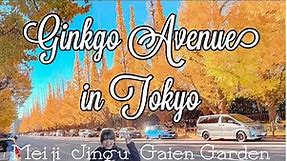 Best Autumn Spot in Tokyo | Meiji Jingu Gaien Ginkgo Avenue