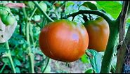 Better Boy Tomato - Plant Profile