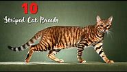 Top 10 Cats with Striped Coats - Cat Breeds with Stripes - Cute Striped Kittens