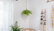 How To Hang Indoor Plants From The Ceiling  - Bunnings Australia