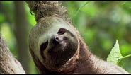 Hang Out with Sloths in the Amazon | Earth Odyssey