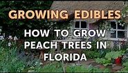 How to Grow Peach Trees in Florida