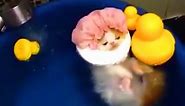 Kitten Gets A Bubble Bath